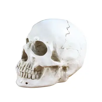 1:1 Възрастен човек главата анатомичен модел Подвижна брадичка наука медицина череп изучаване анатомия учебни консумативи DIY череп модели