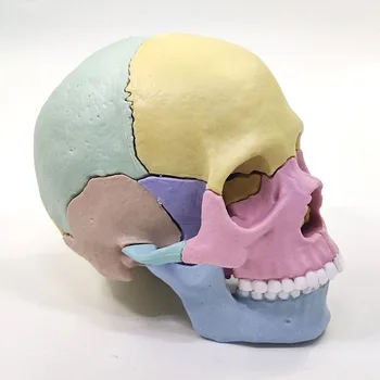 1/2 Цветен череп в реален размер Модел 17Части Човешки анатомичен скелет Образователно оборудване Медицински инструмент Учебен ресурс DIY играчка