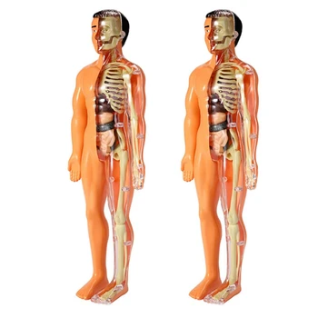 2X 3D анатомия на човешкото тяло Модел Деца Пластмасови DIY скелет играчка наука Помощни средства за ранно обучение Образователни играчки