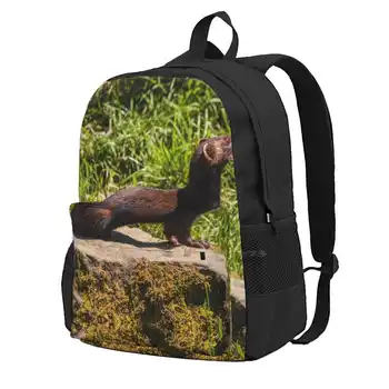 American Mink Hot Sale Backpack Fashion Bags American Mink Animal Nature Wildlife