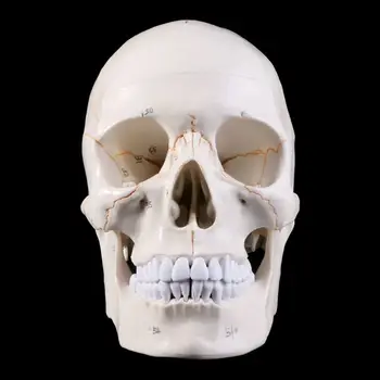 Life Size Human Skull Model Анатомична анатомия Медицинско обучение Скелет за Hea