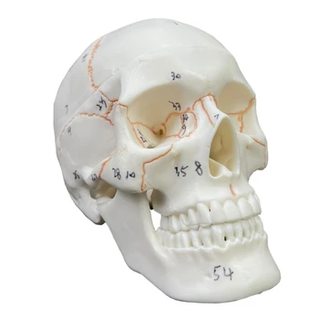 Анатомичен модел на черепа на човешката глава за студент по медицина Курс по анатомия на човека