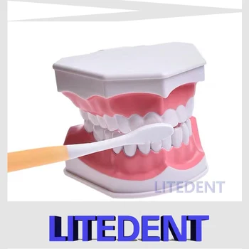 Дентален модел Миене на зъби Практика за почистване с конец Зъбни типодонти Модел на преподаване Изучаване на детска градина Миене на зъби Инструмент за преподаване