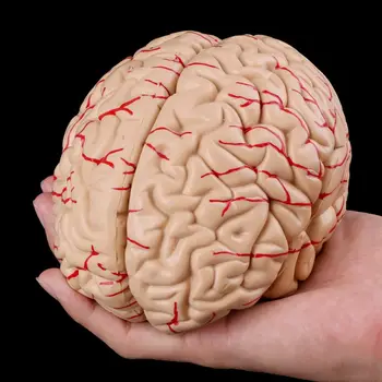 Медицински реквизит модел Безплатни пощенски разходи Разглобен анатомичен модел на човешкия мозък Анатомия Медицински инструмент за преподаване