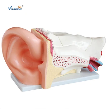 Нов стил гигантски ухо анатомия преподаване медицински модел