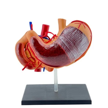 Очарователен модел за анатомия на стомаха за медицински специалисти и ентусиасти D5QC