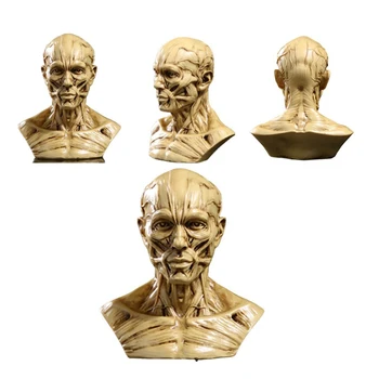 Човешки мускулен скелет главата модел мускулна глава череп анатомия скулптура изкуство скица медицински учебни пособия